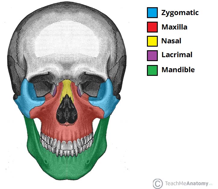 Bones of the Facial Skeleton