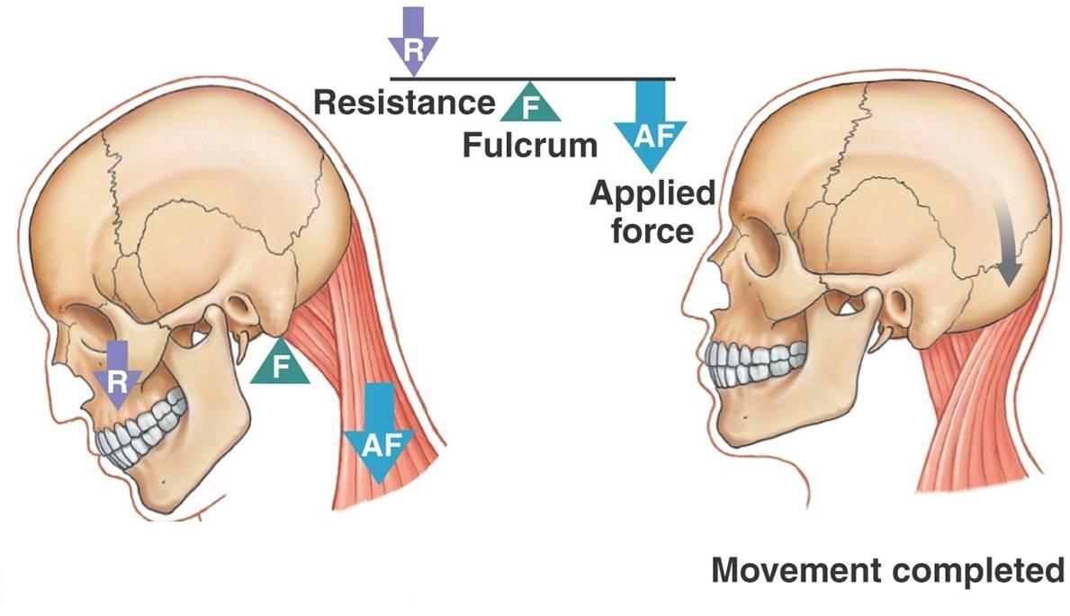 lengthen neck diagram