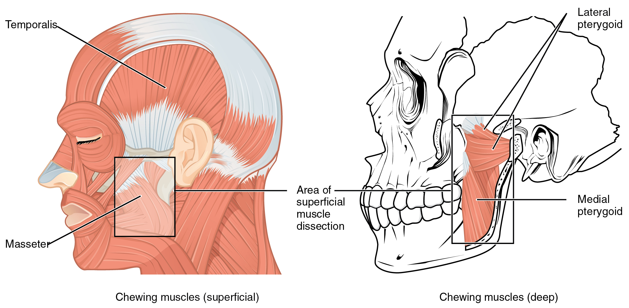 1108 Muscle that Move the Lower Jaw