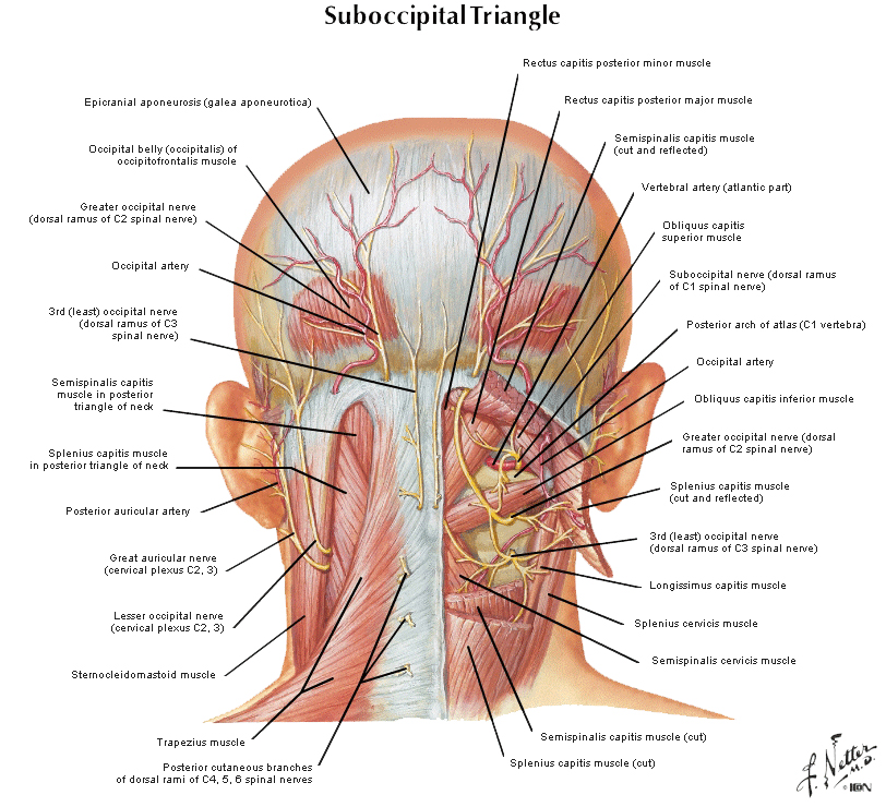 suboccipital triangle