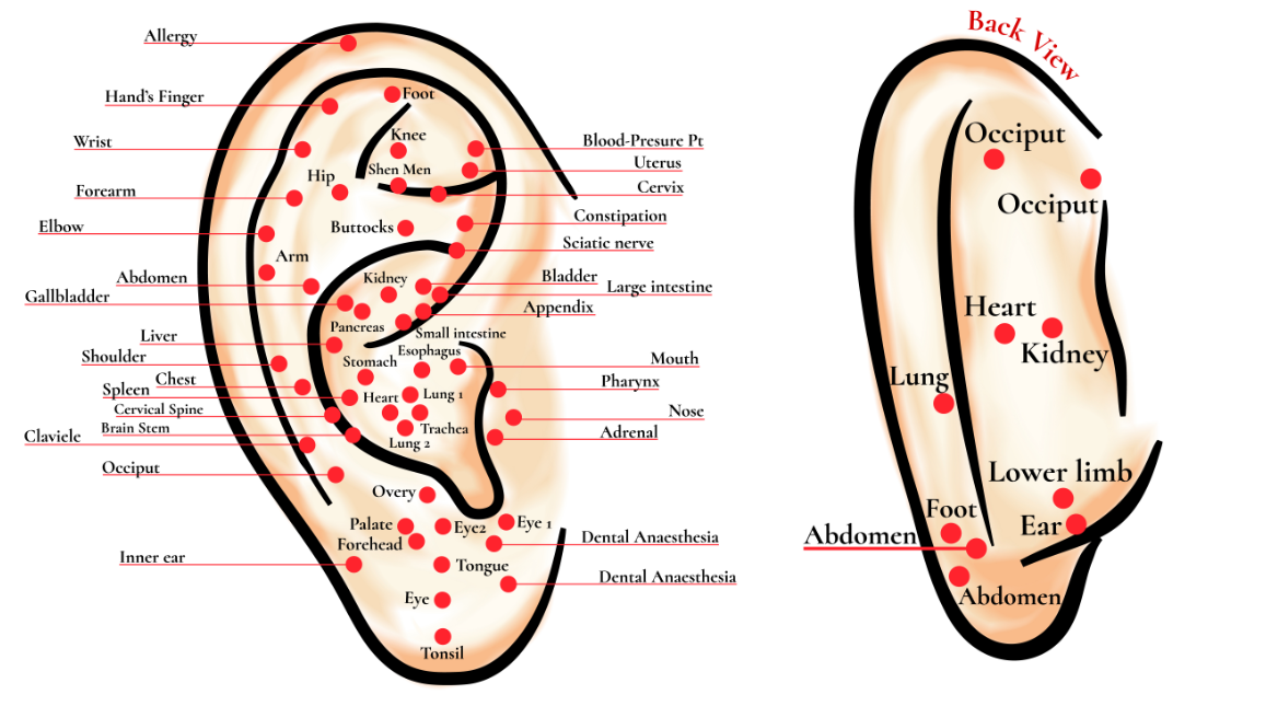 Ear Time Chart