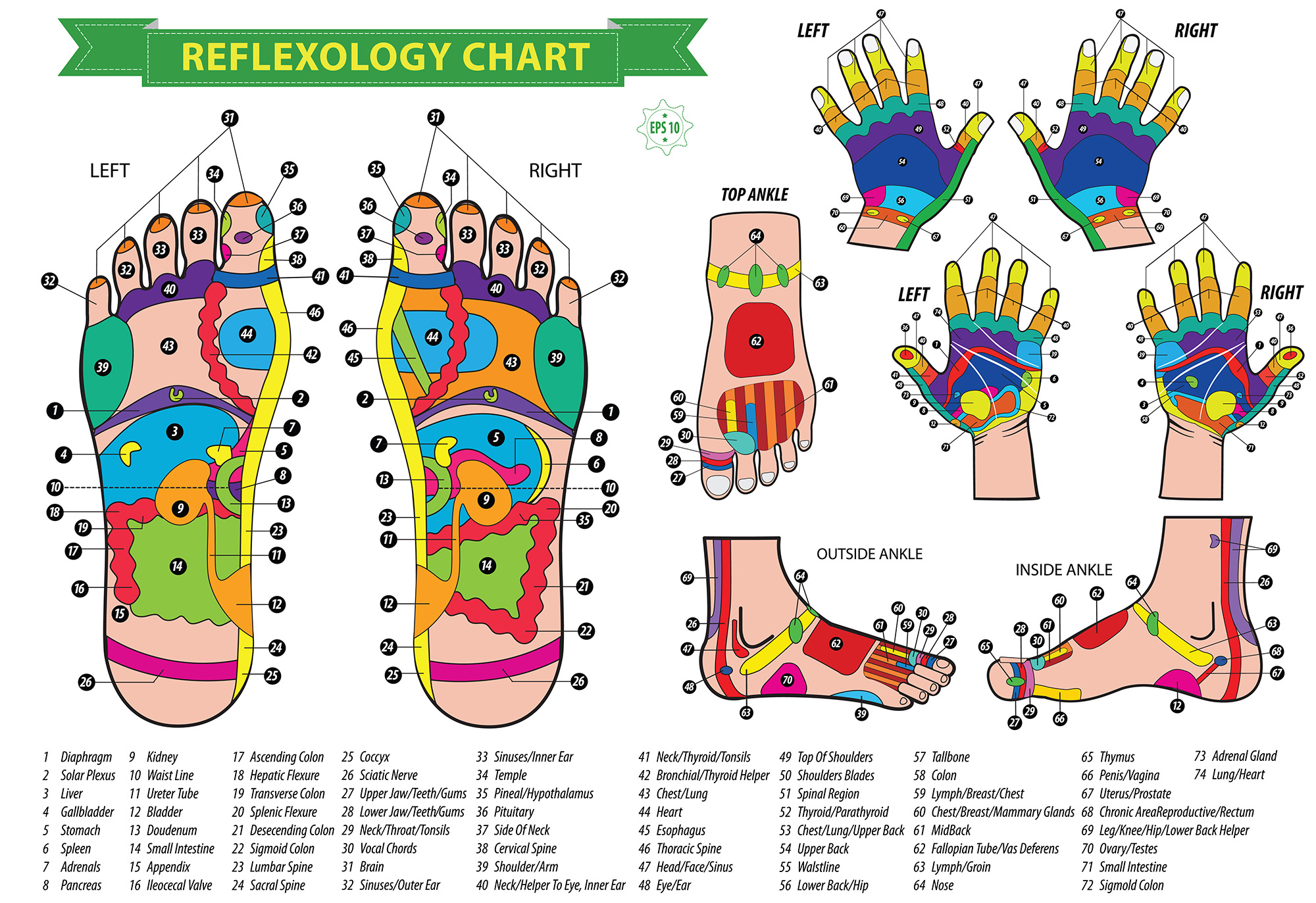 Reflexology Charts Combined Nate Covington