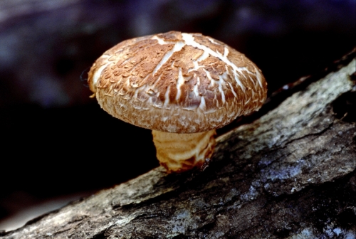 Growing Shiitake Mushrooms on Logs