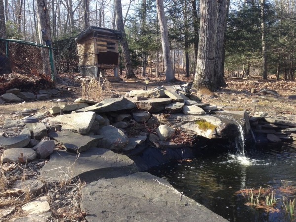 When it&#039;s not frozen solid, the chickens drink off of our pond&#039;s waterfall.