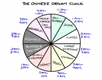 Sleep Organ Charts