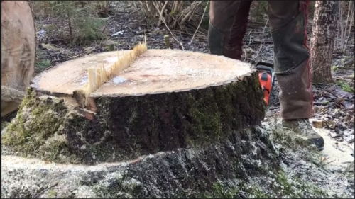 Chainsaw Trick: How to Cut a Stump Without Jamming