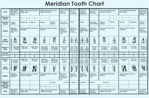 Meridian Tooth Chart
