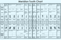 Meridian Tooth Chart