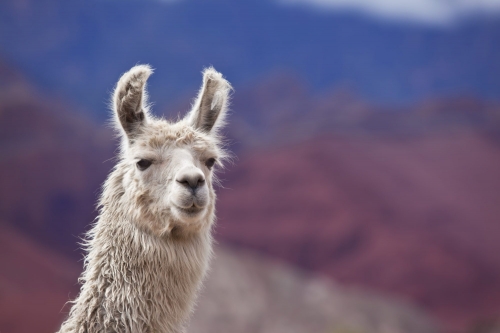Llama Antibodies Could Help Scientists Get Closer to Stopping the Coronavirus Pandemic—Here’s How