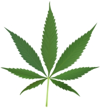 Cannabis / Medicinal Marijuana: A double-edged sword?